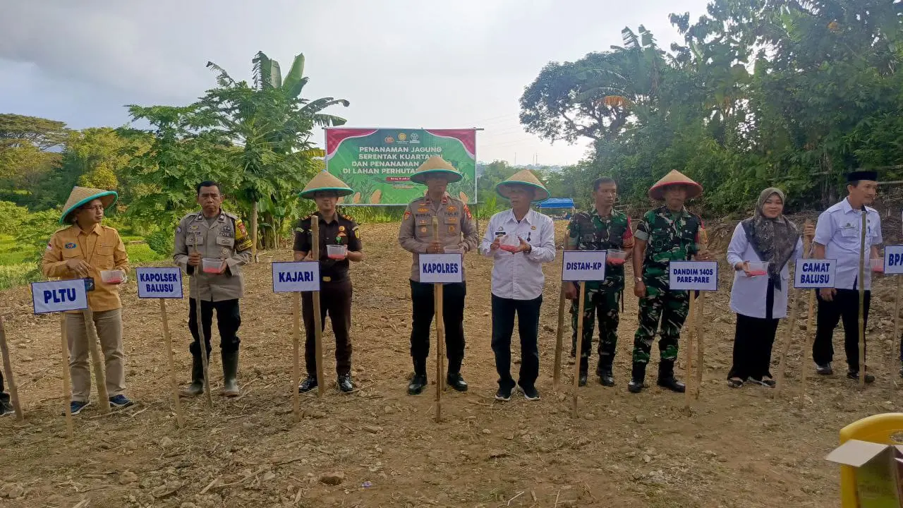Barru Dukung Ketahanan Pangan Nasional, Ikut Penanaman Jagung Serentak Kuartal III